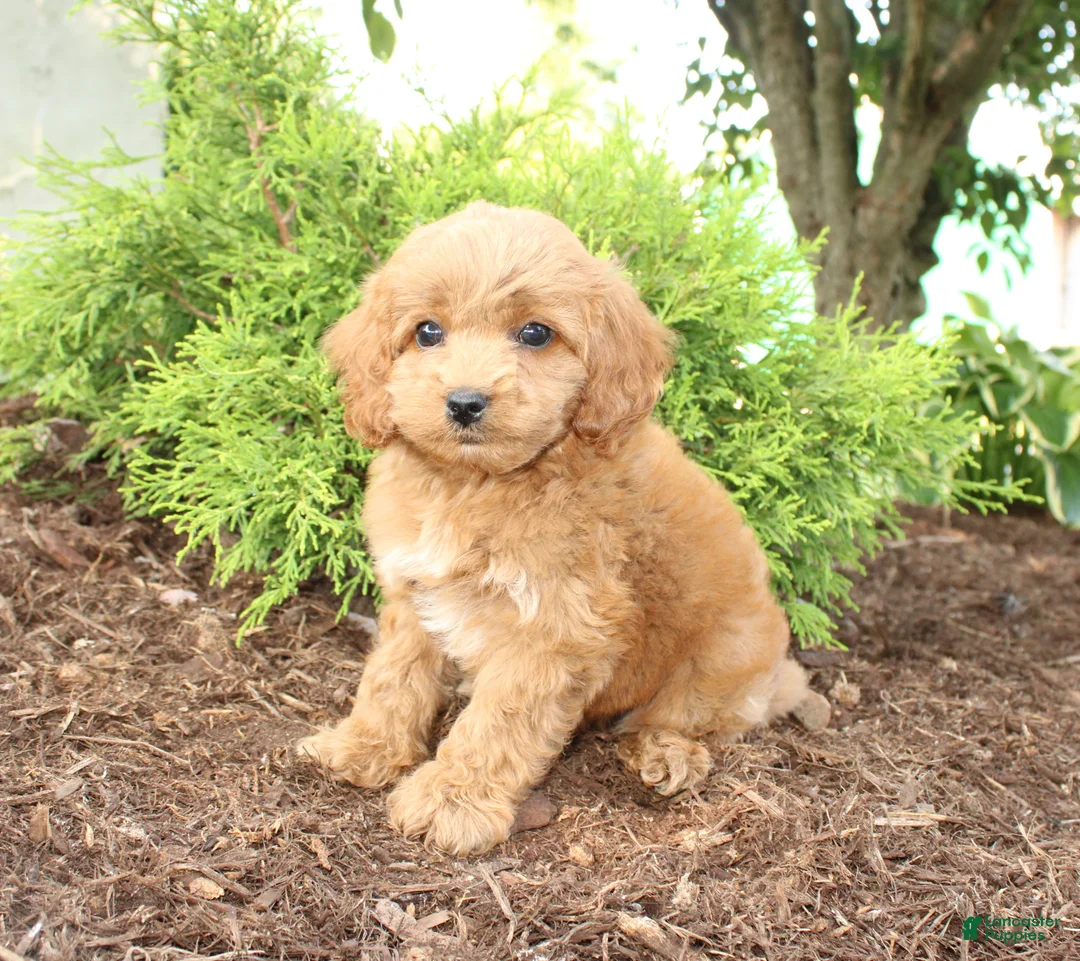 Cavapoo dogs for sale: Acorn - Ad 1