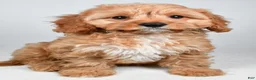 Cavapoo dogs for sale: Murphy - Ad 4