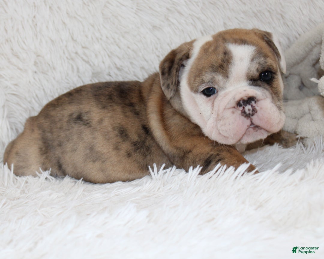 English Bulldog dogs for sale: Theo - Ad 4