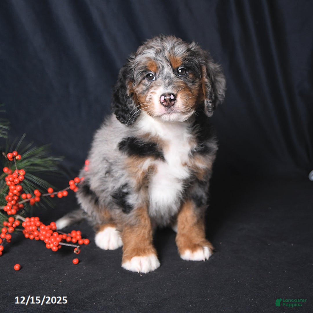Bernedoodle dogs for sale: Cody - Ad 2