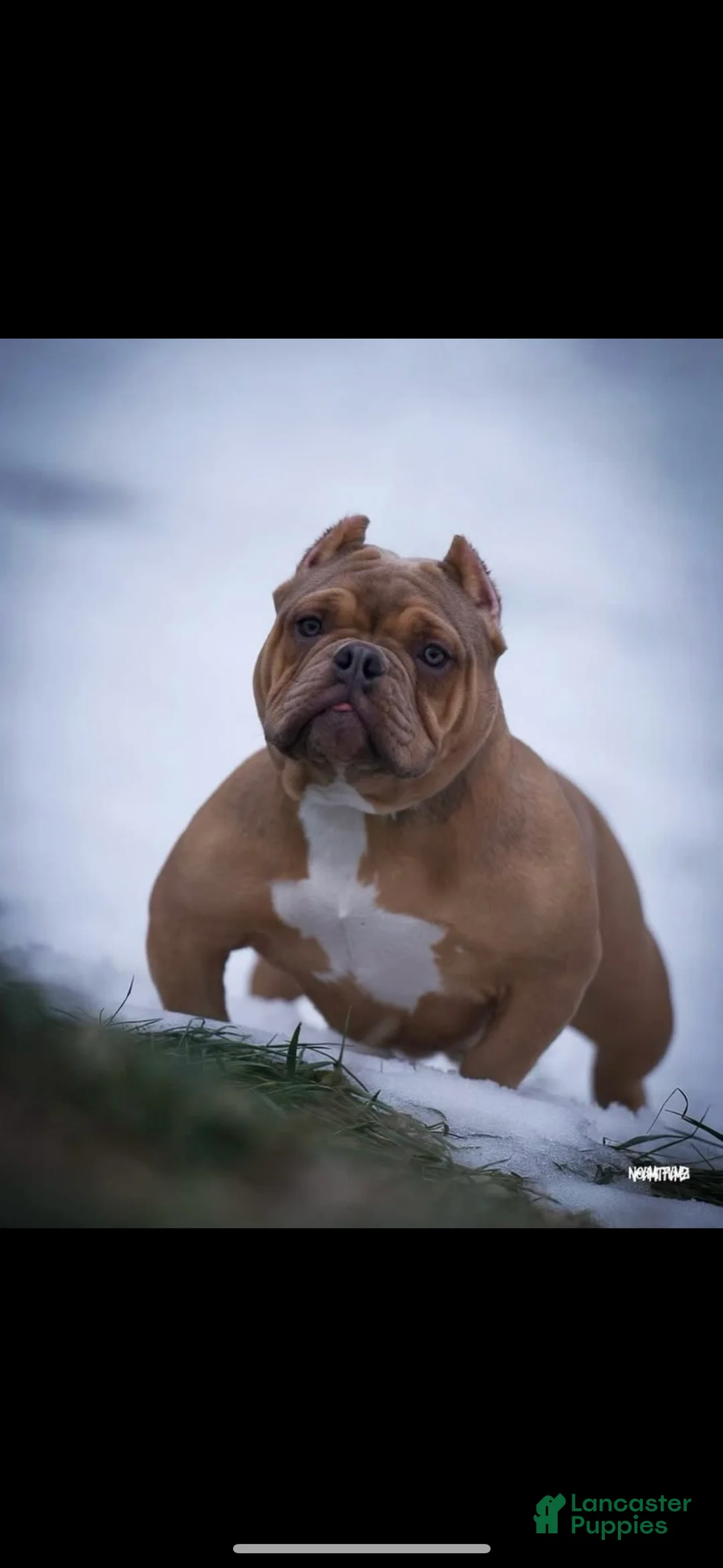 American Bully dogs for sale: American Bully Puppy 1 - Ad 2