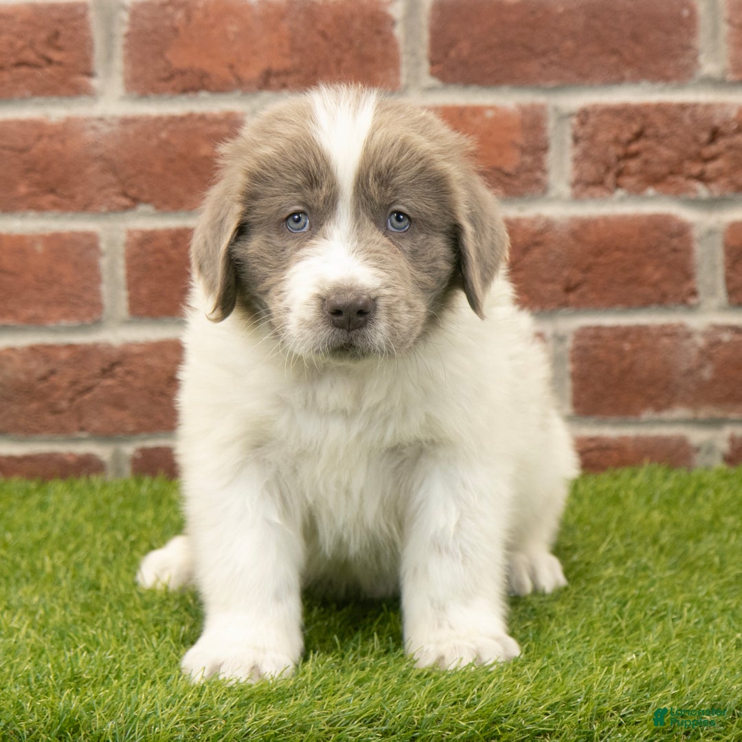 Newfoundland dogs for sale: Oakley - Ad 4