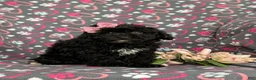 Cavapoo dogs for sale: Amanda 7 lbs Full Grown - Ad 3