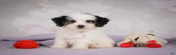 Mini Bernedoodle dogs for sale: Macky - Ad 3