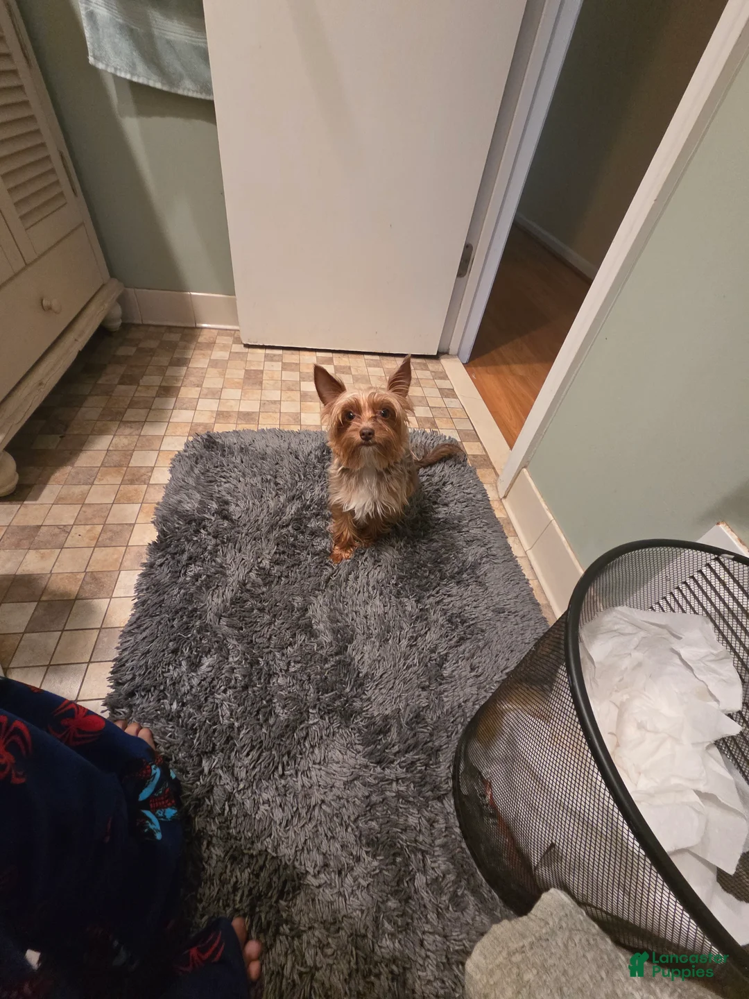 Yorkshire Terrier dogs for sale: Yorkshire Terrier Puppy 1 - Ad 1