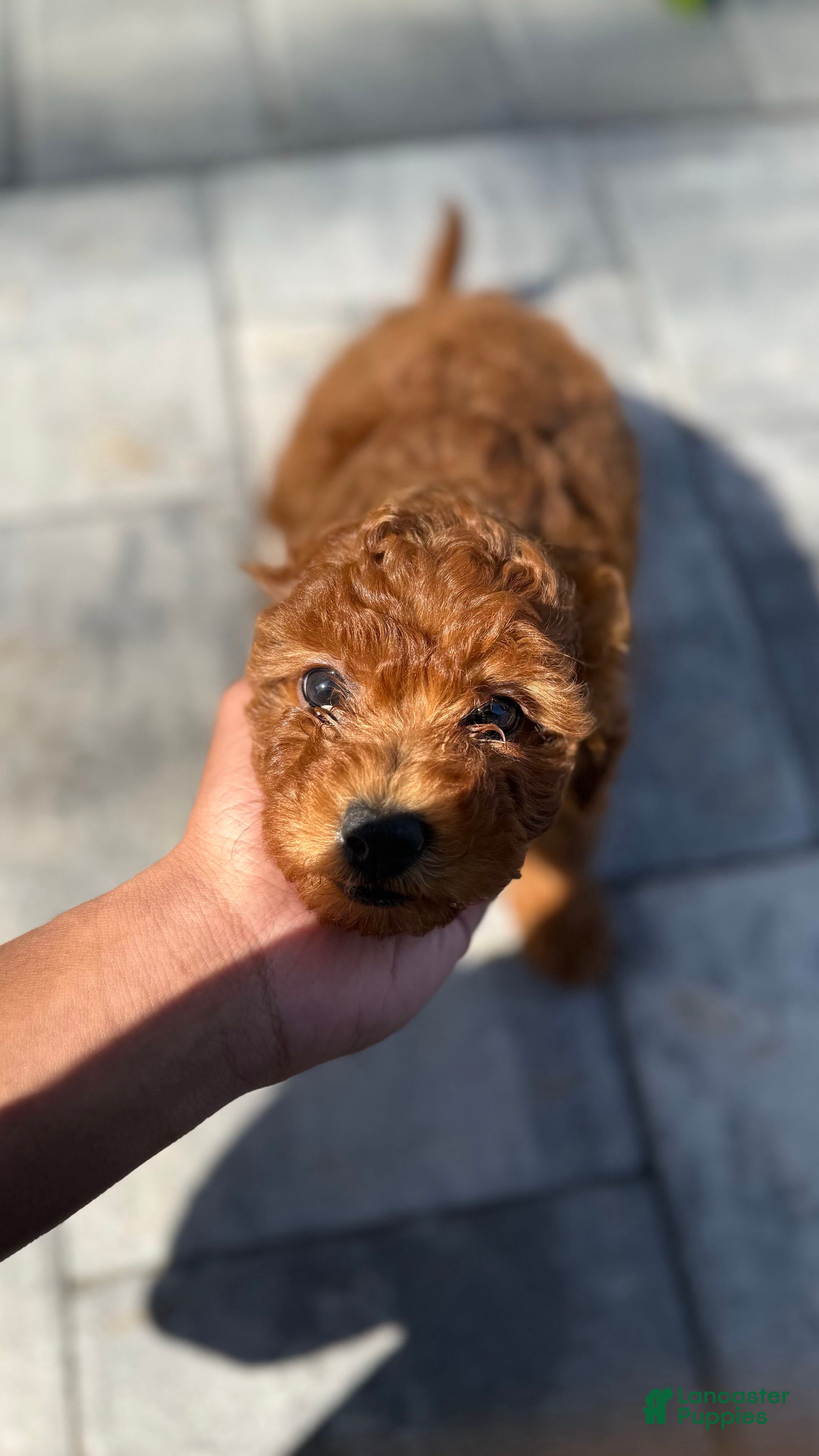 Mini Goldendoodle dogs Mini Goldendoodle Puppy 2 - Ad 6