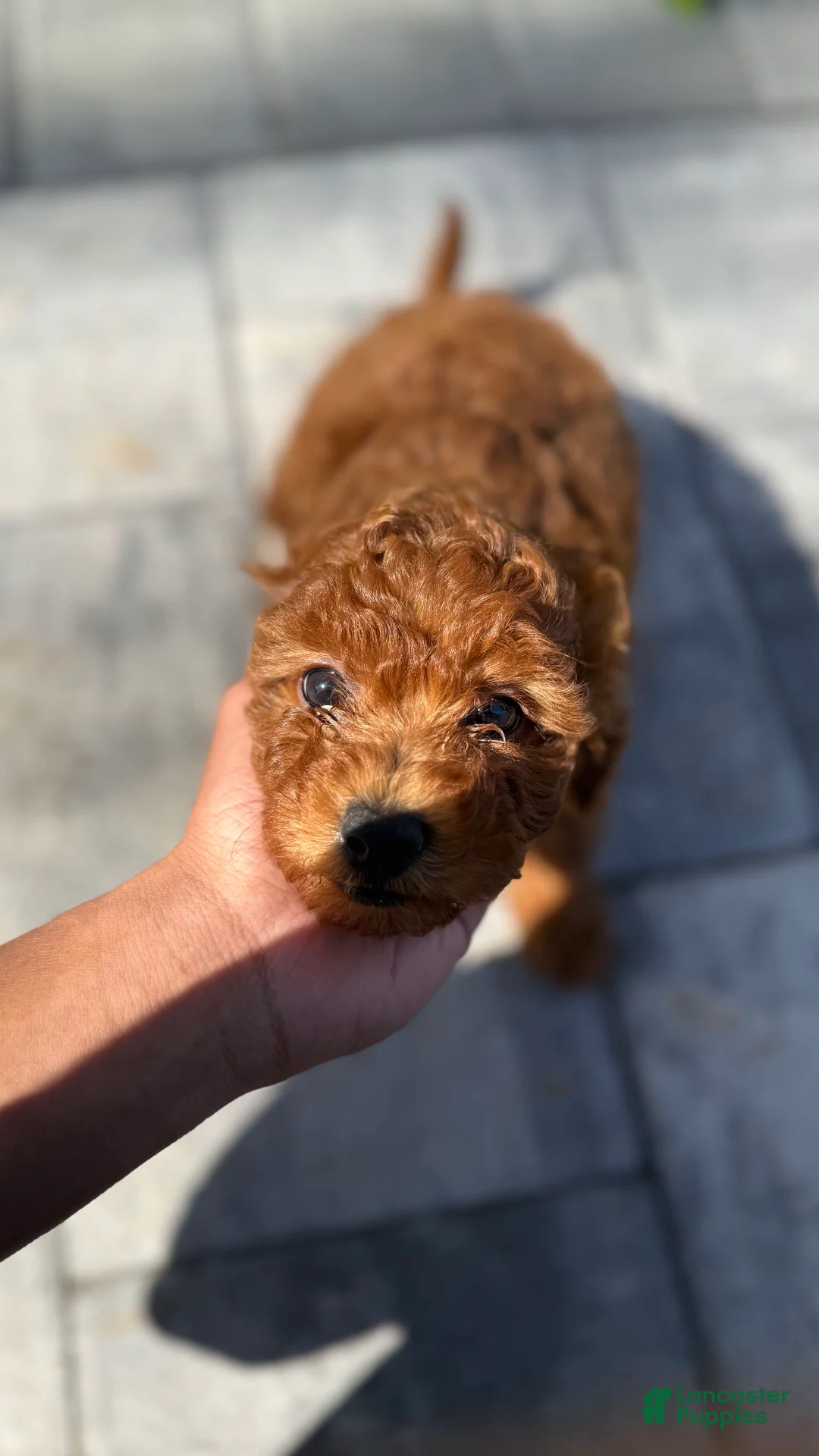 Mini Goldendoodle dogs for sale: Mini Goldendoodle Puppy 2 - Ad 1