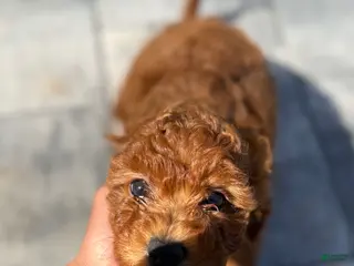 Mini Goldendoodle dogs Mini Goldendoodle Puppy 2 - Ad 6