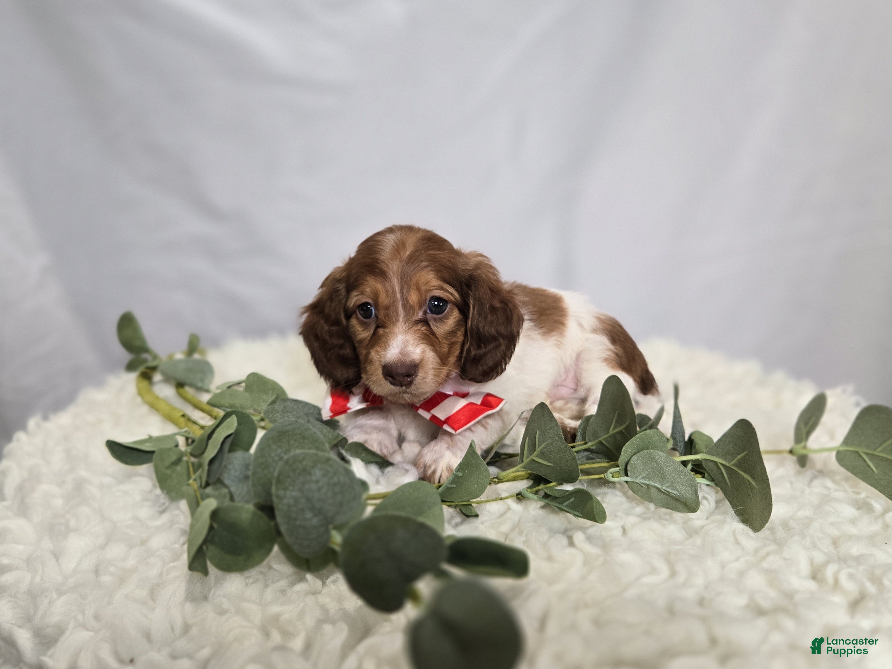 Miniature Dachshund dogs Allen - Ad 1