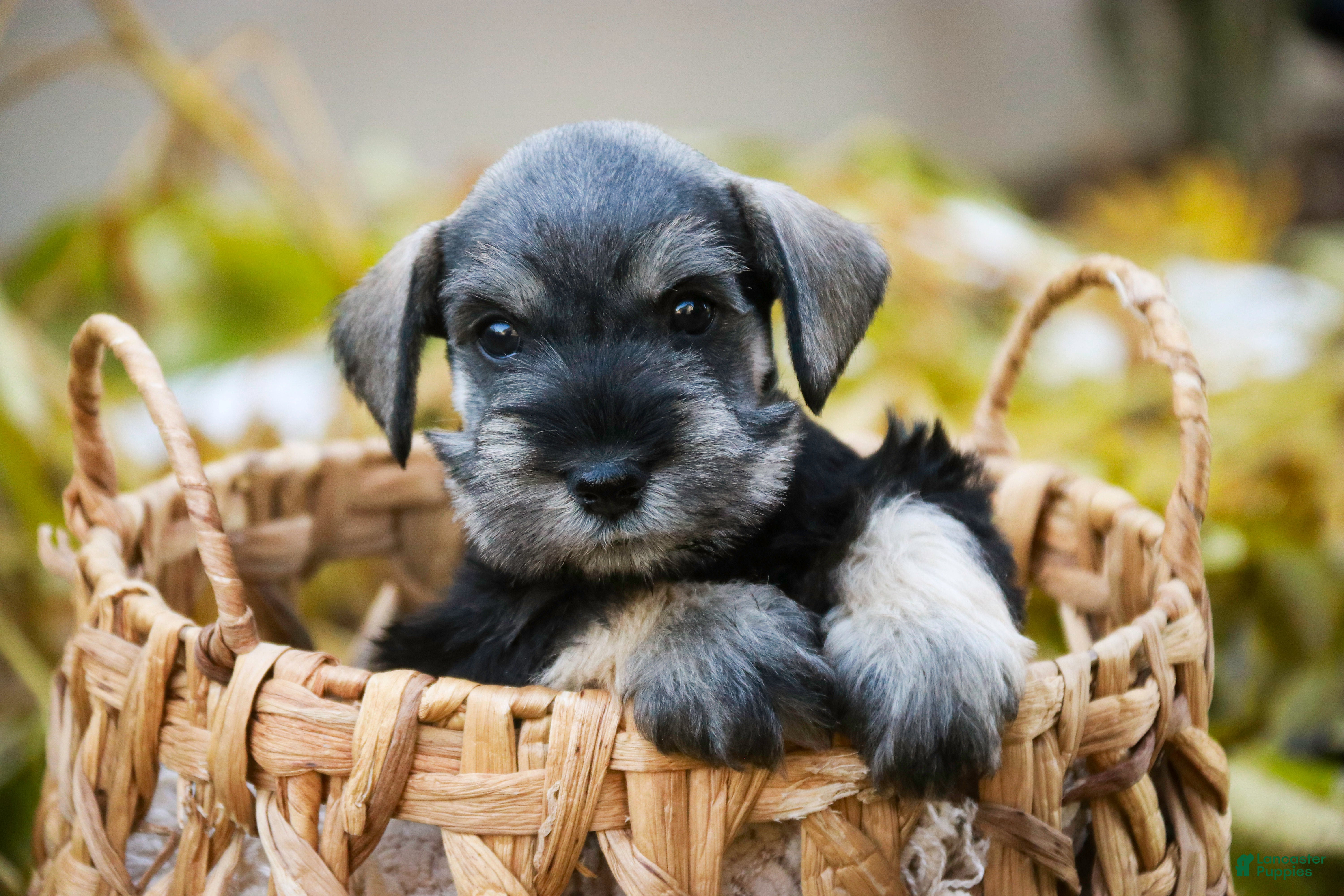 Miniature Schnauzer dogs Holly - Ad 39