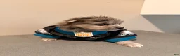 Pomeranian dogs for sale: Princess - Ad 2