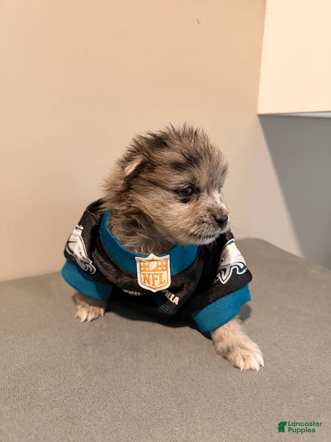 Pomeranian dogs for sale: Princess - Ad 2