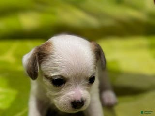 Shorkie dogs Davy - Ad 4