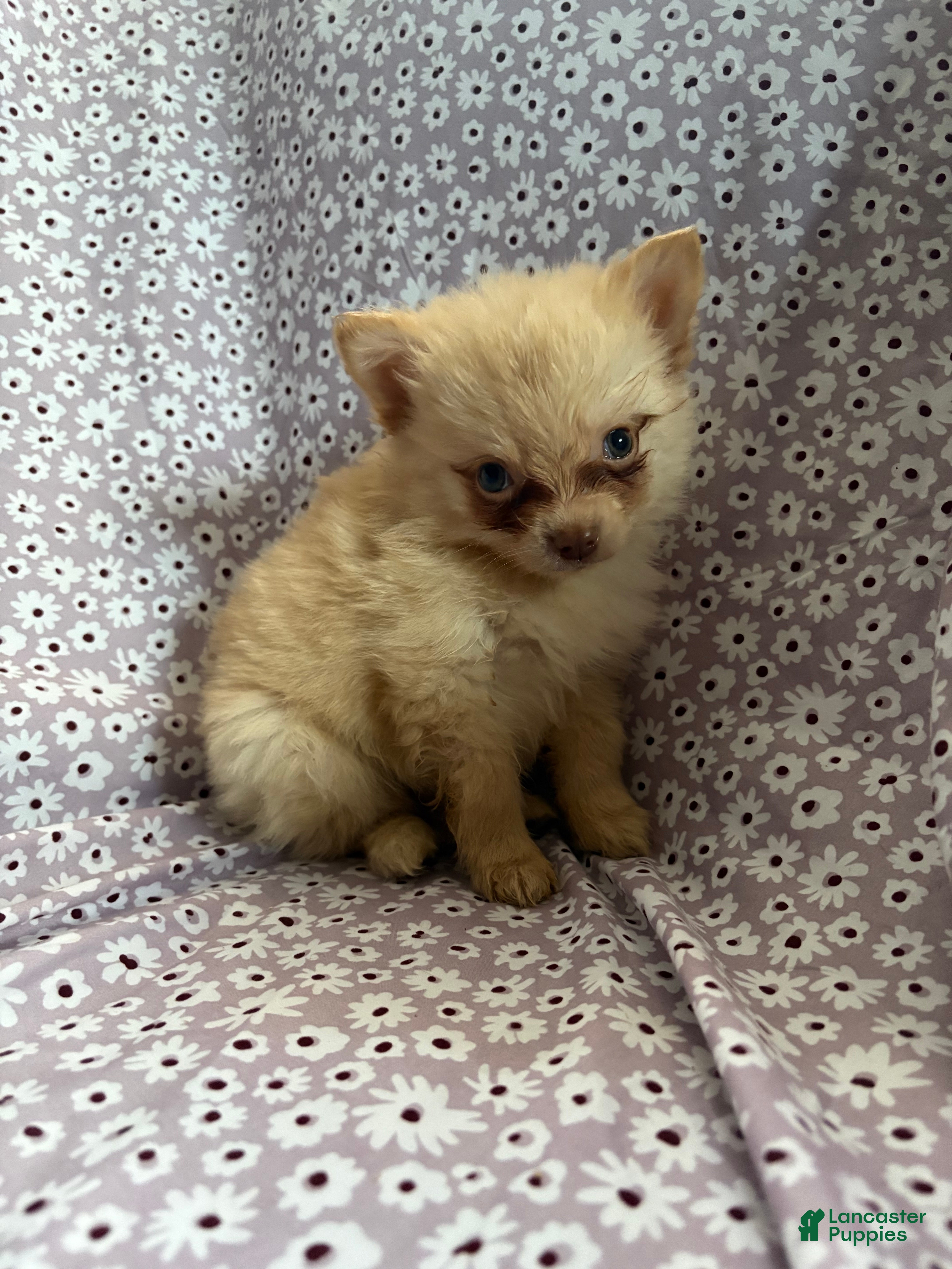 Pomsky dogs Simba Pomsky Puppy 3 - Ad 12