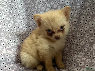 Pomsky dogs Simba Pomsky Puppy 3 - Ad 12