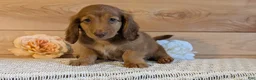 Miniature Dachshund dogs for sale: Heath  - Ad 5