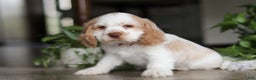 Cocker Spaniel dogs for sale: Asher - Ad 8