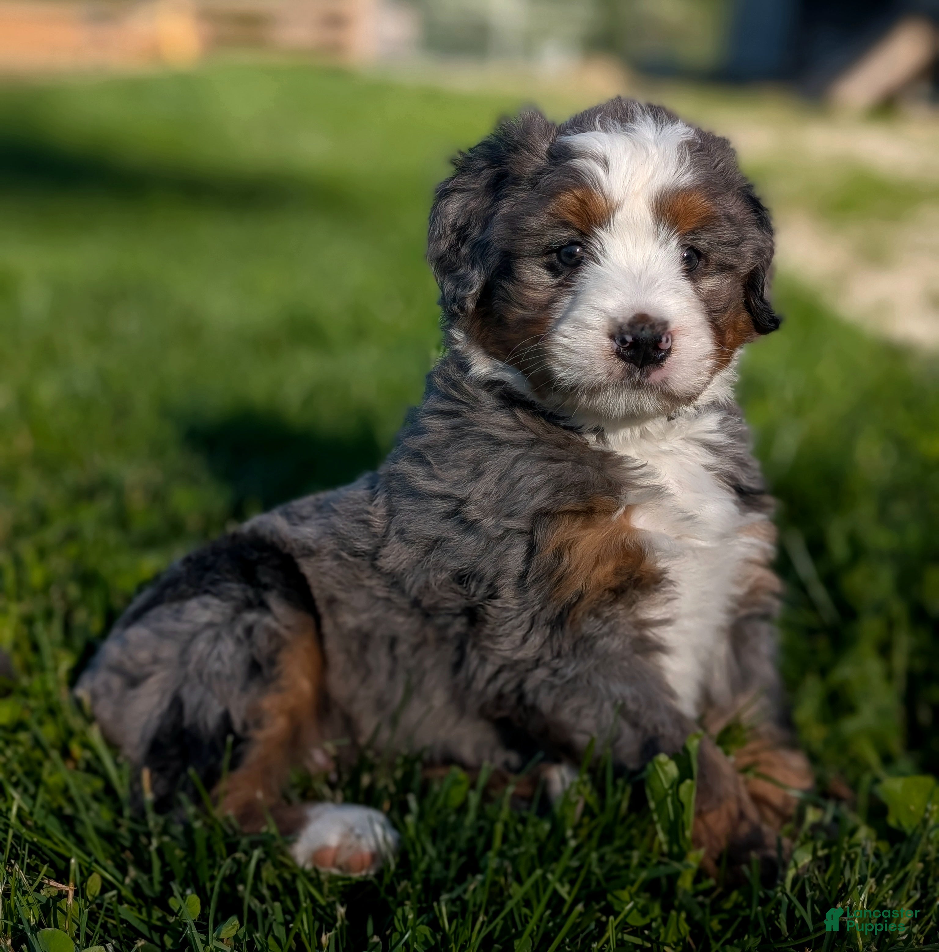 Bernedoodle dogs Skylar  - Ad 2