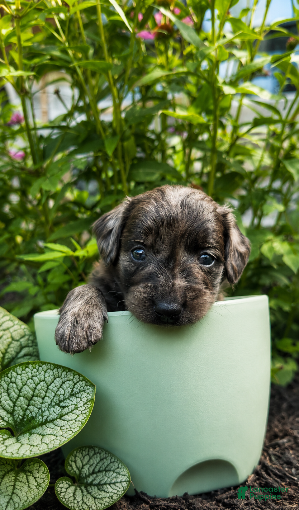 Mini Goldendoodle dogs Sweet Pea - Ad 2
