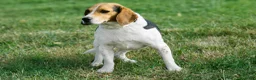 Beagle dogs for sale: Cleo 🌸 - Ad 19