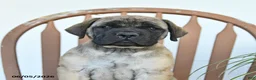 English Mastiff dogs for sale: Mindy - Ad 3