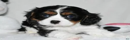 Cavalier King Charles Spaniel dogs for sale: Ugo  - Ad 2