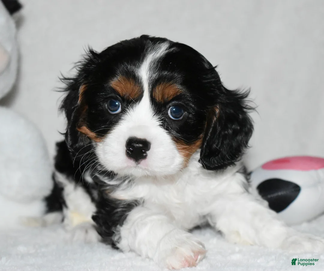 Cavalier King Charles Spaniel dogs for sale: Ugo  - Ad 2