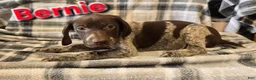 German Shorthaired Pointer dogs for sale: BERNIE - Ad 1