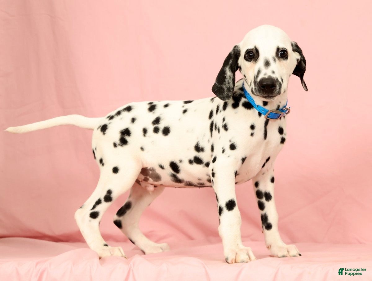 Dalmatian dogs Keno - Ad 1