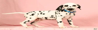 Keno