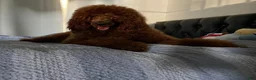 Standard Poodle dogs for sale: Standard Poodle 3 - Ad 2