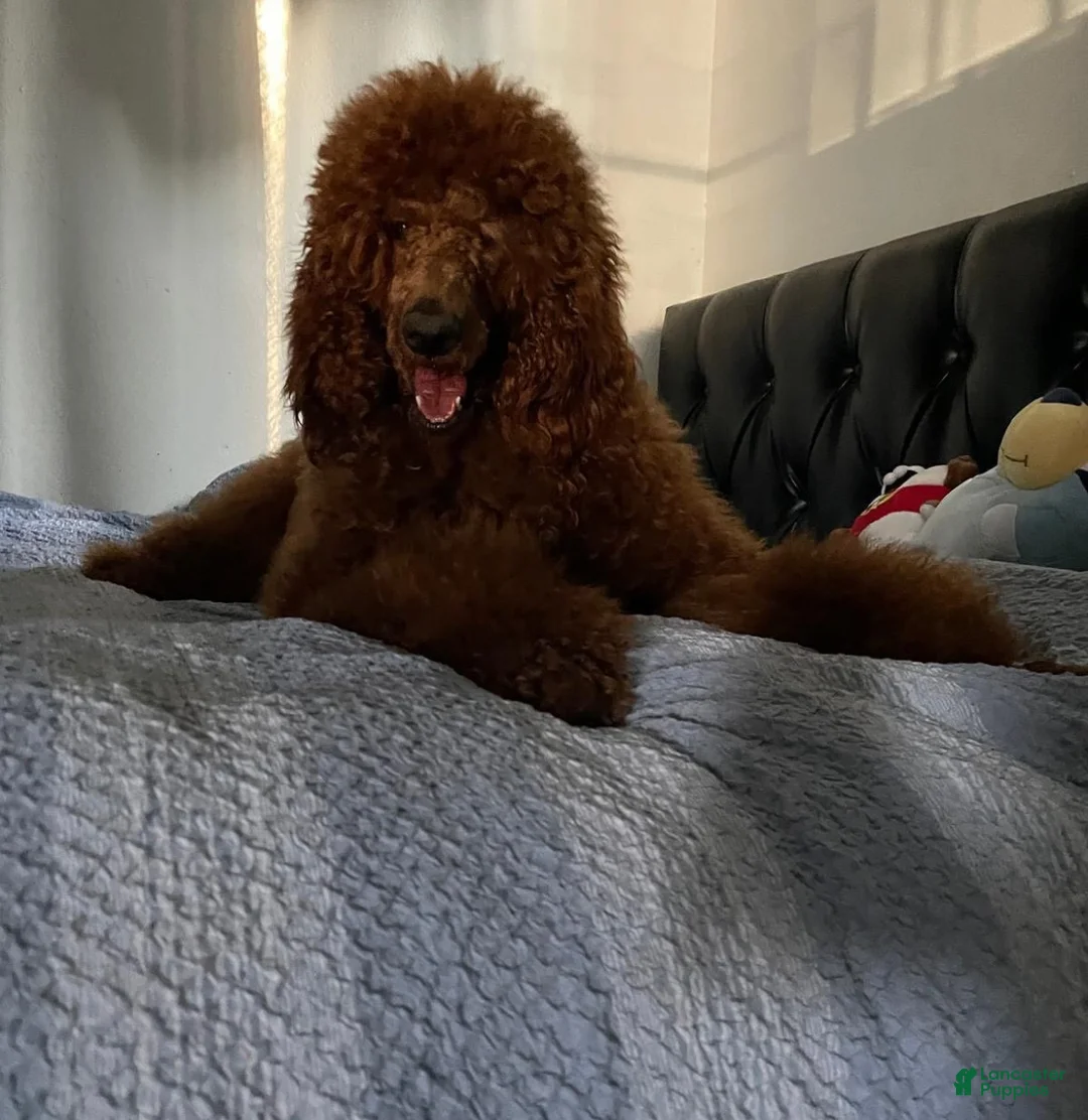 Standard Poodle dogs for sale: Standard Poodle 3 - Ad 2
