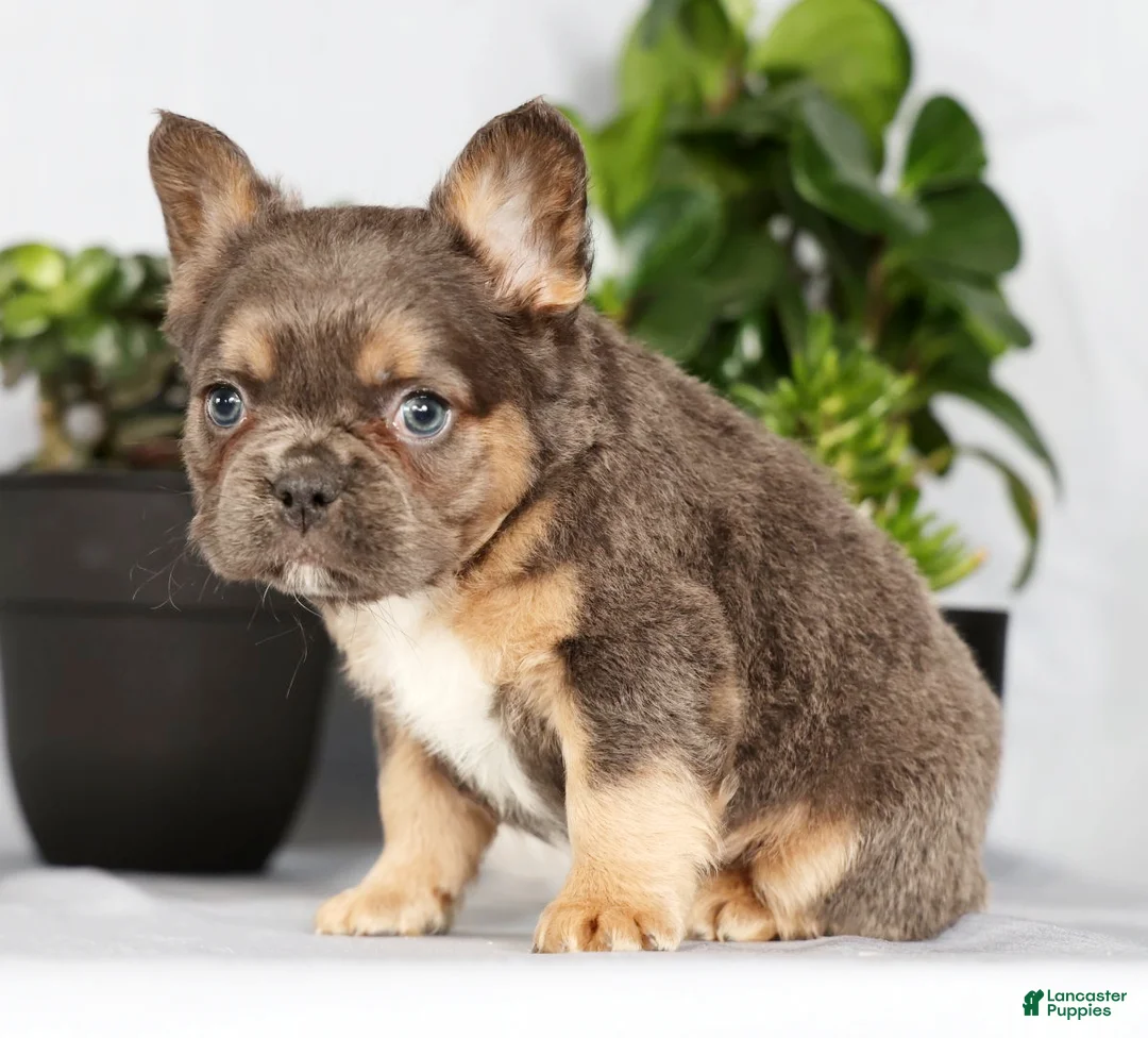 French Bulldog dogs for sale: Oakley - Ad 3