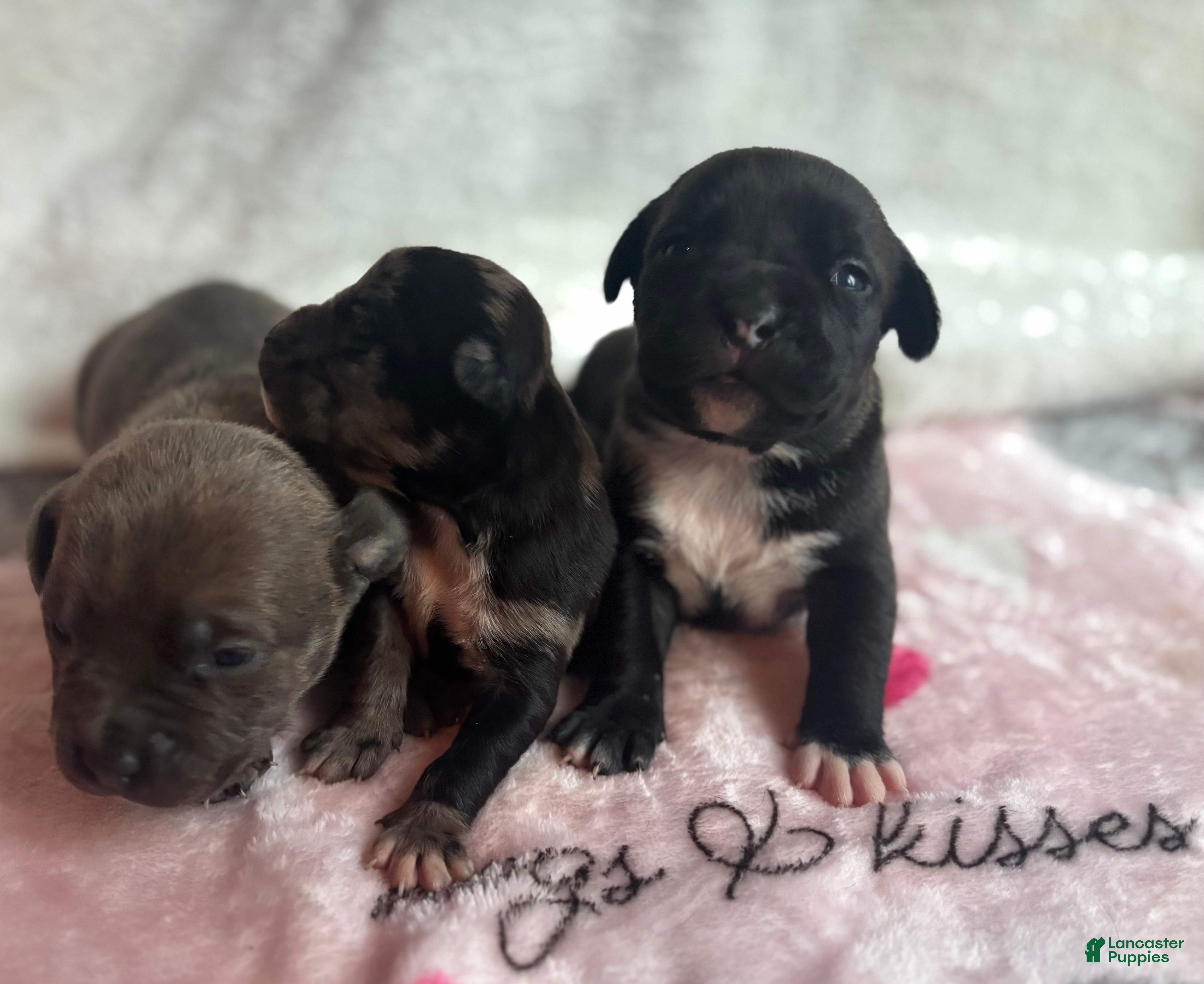 American Bully dogs American Bully 6 - Ad 8