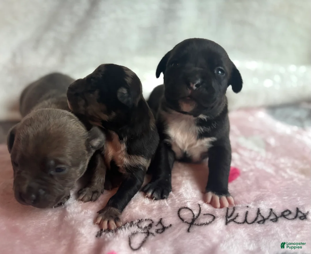 American Bully dogs for sale: American Bully 6 - Ad 1