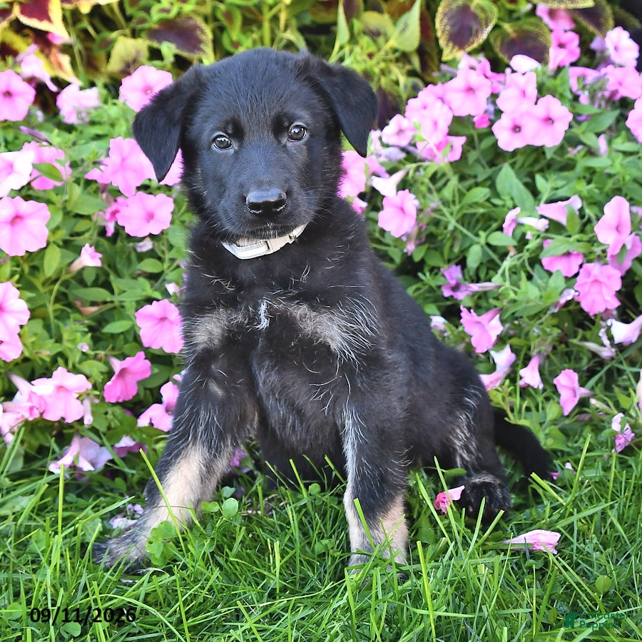 German Shepherd dogs Trevor - Ad 1