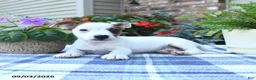 Jack Russell Terrier dogs for sale: Charlie - Ad 4