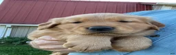 Golden Retriever dogs for sale: Buddy - Ad 5