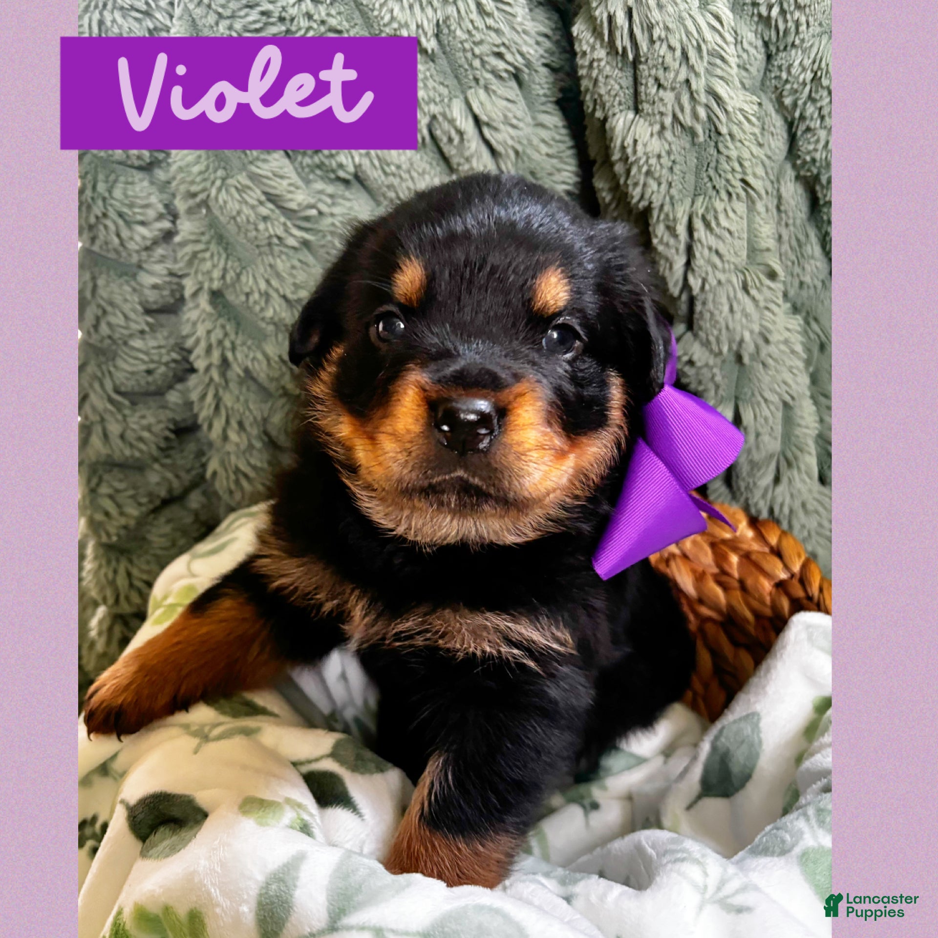 Rottweiler dogs for sale: Rottweiler Puppy 5 - Ad 1