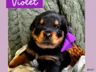 Rottweiler dogs for sale: Rottweiler Puppy 5 - Ad 1