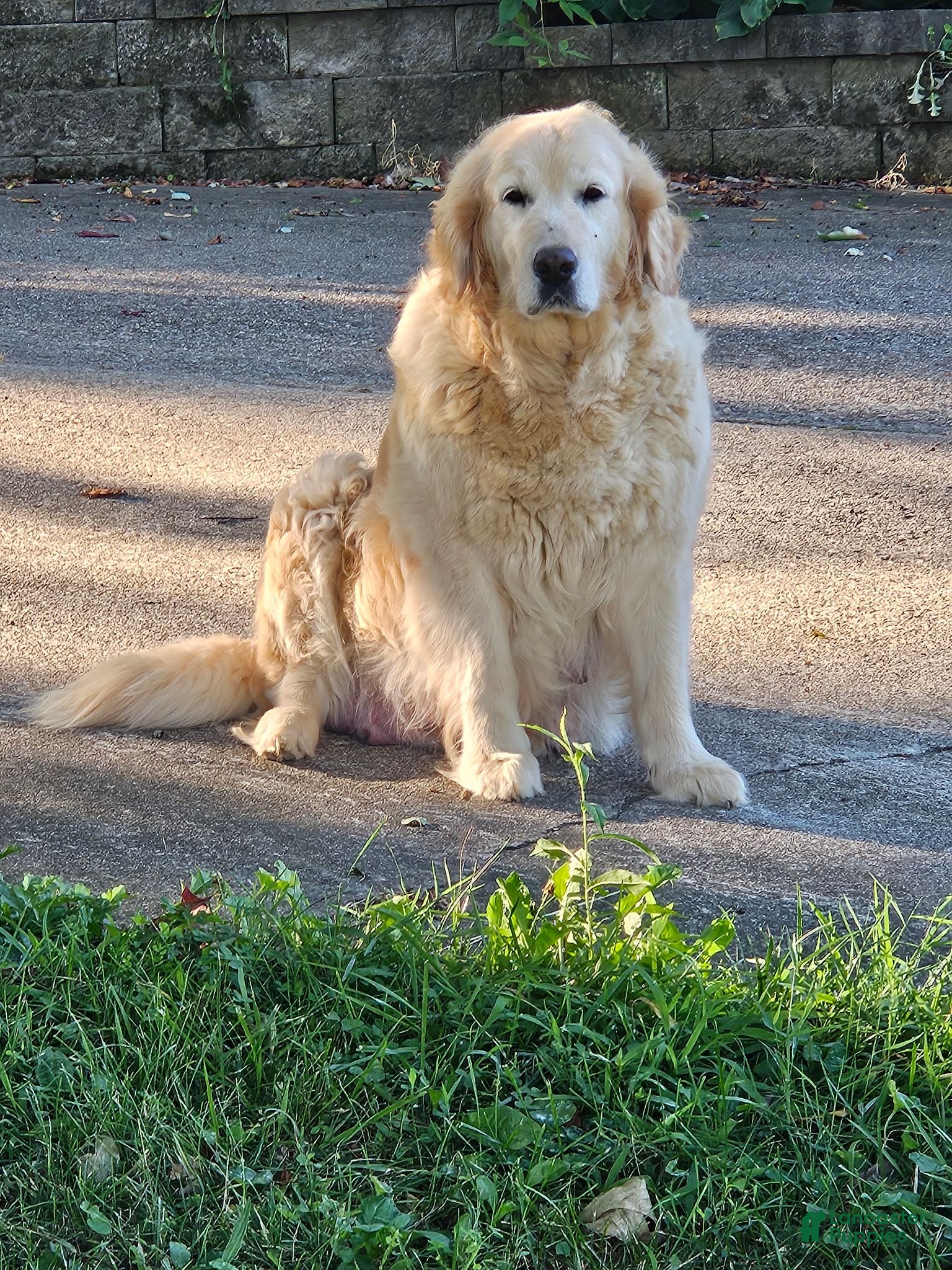 Golden Retriever dogs Hero - Ad 2