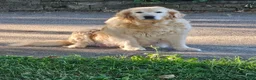 Golden Retriever dogs for sale: Hero - Ad 2
