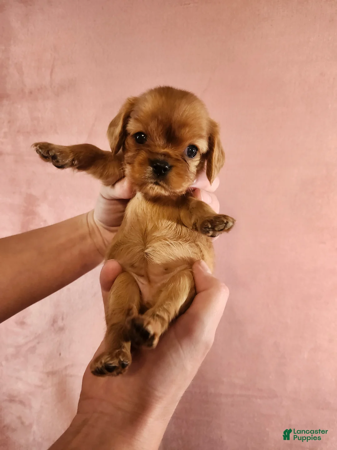 Cavalier King Charles Spaniel dogs for sale: Precious - Ad 1