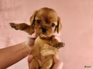 Cavalier King Charles Spaniel dogs for sale: Precious - Ad 1