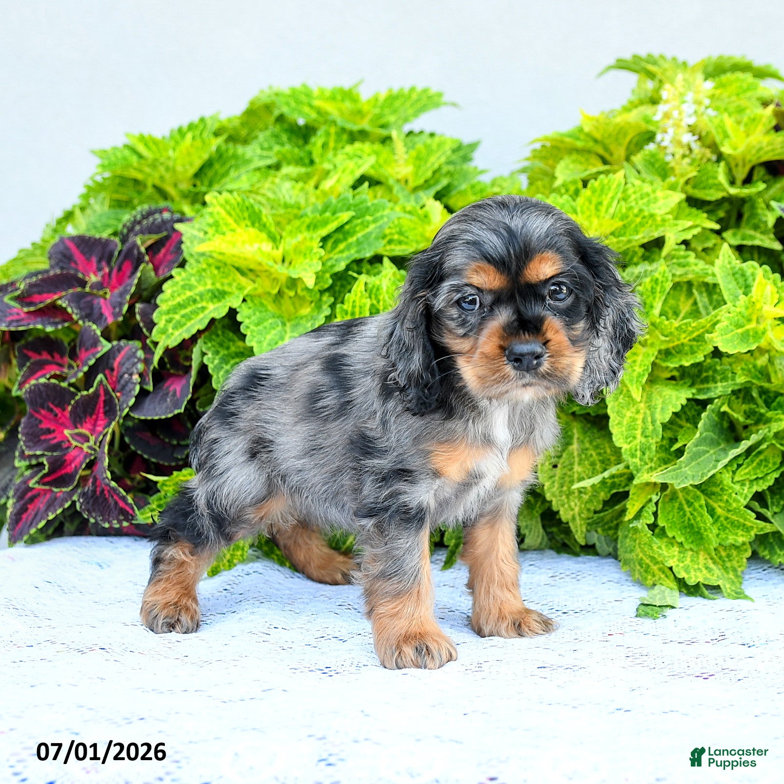 English Cocker Spaniel dogs Darlene - Ad 1