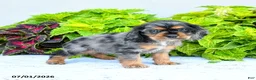 English Cocker Spaniel dogs for sale: Darlene - Ad 1
