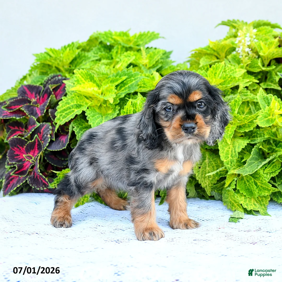 English Cocker Spaniel dogs for sale: Darlene - Ad 1