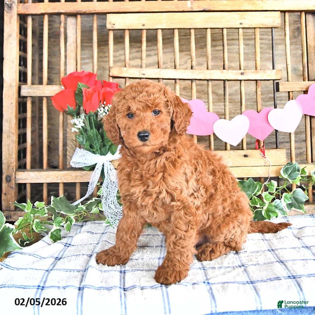 Mini Goldendoodle dogs for sale: Sparky - Ad 1