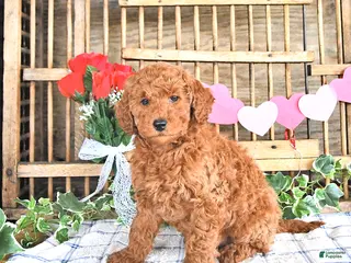 Mini Goldendoodle dogs Sparky - Ad 35