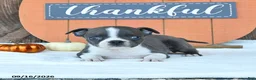 Boston Terrier dogs for sale: Awesome - Ad 3